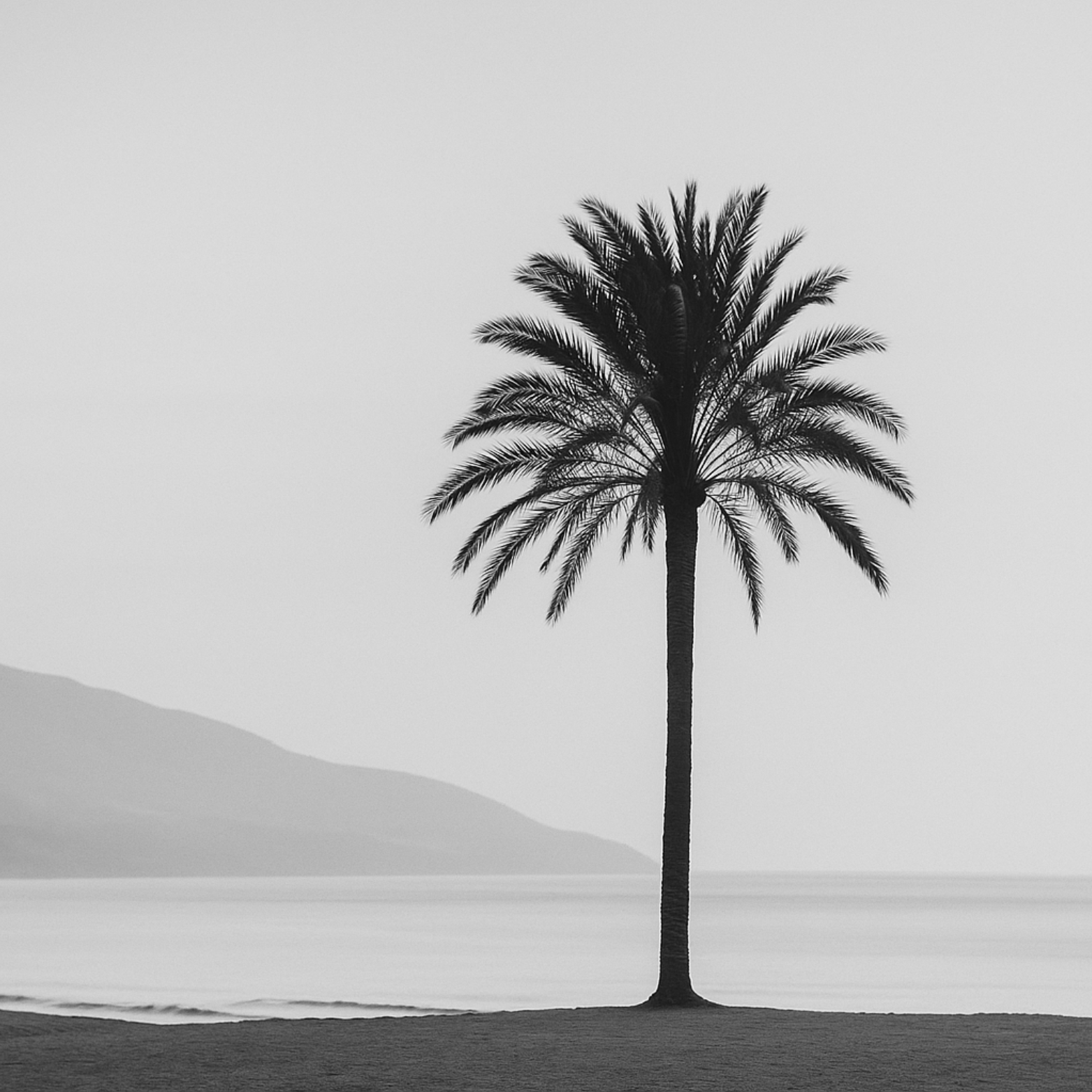 Minimalist photo of a single palm tree on a quiet beach, with soft natural light and hazy mountains in the background – serene branding imagery for custom web design.